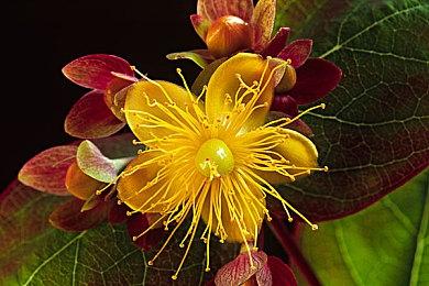 Capcom将提高日本员工的待遇 基础薪资上调30%