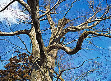 《幻兽帕鲁》PS5版玩家反映存档丢失BUG 官方证实尽快修复