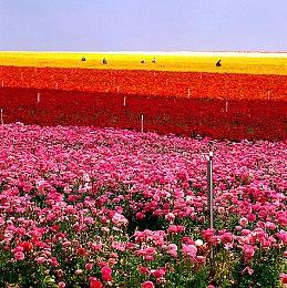 横屏动作《心中的恶鬼：斗笠蜂》公布 明年登陆全平台